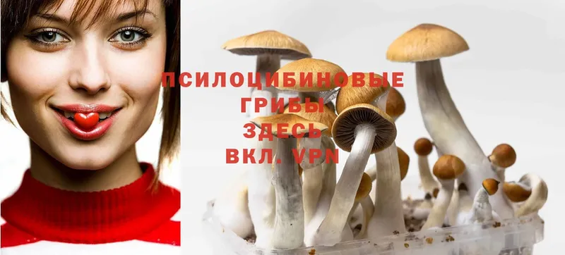 блэк спрут ONION  Высоковск  Галлюциногенные грибы Psilocybine cubensis 